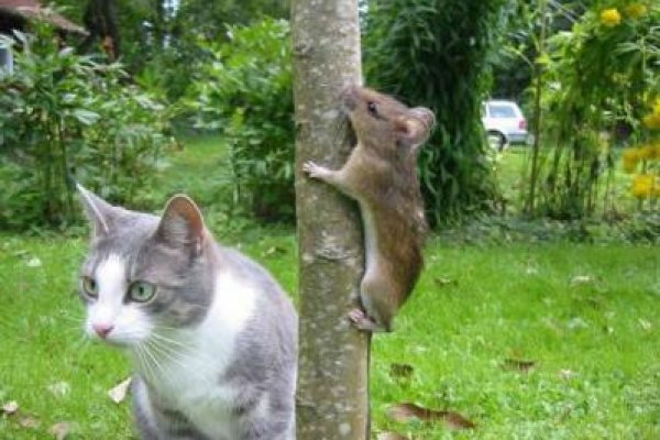 Сайты по продаже наркотиков