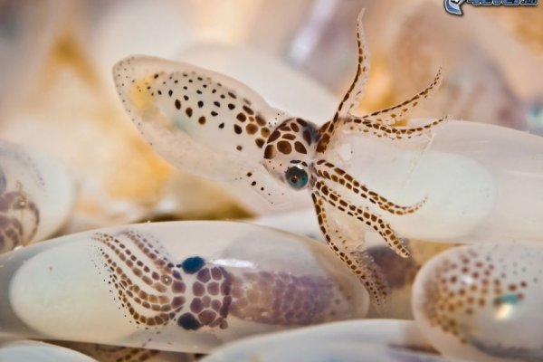 Kraken 13 at